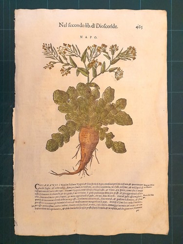 Mattioli matthioli erbario - matthioli, a