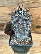Copiapoa Corralensis 