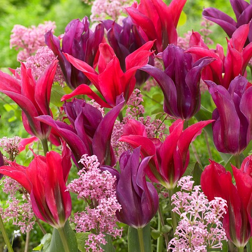 Bulbi tulipani doll s - tulipani, doll's