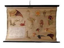 Tavola dodattica uccelli - dodattica,