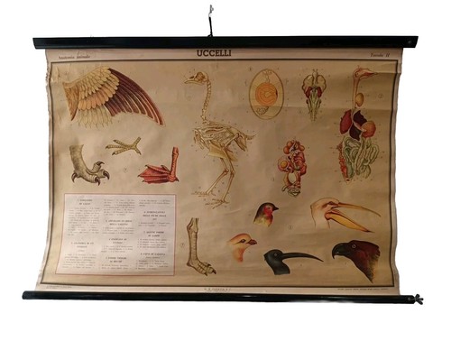 Tavola dodattica uccelli - dodattica,