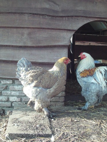 Uova feconde brahma purezza - feconde,