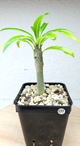 Pachypodium meridionale - , ️