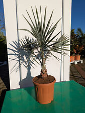 Latania lontaroides 100-120 cm palma rossa latana palma esotica giardino e terrazza