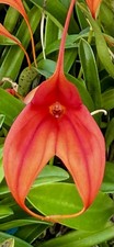 Masdevallia Red Phoenix NEW pianta fiorita orchidee Dracula