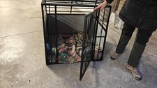 kennel cane grande