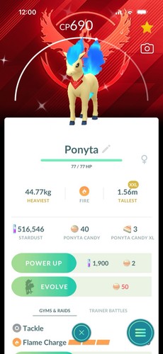 Candela xxl lucida - lucida, ponyta
