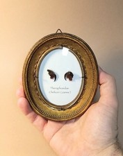 Entomology Taxidermy : Chélicerí  (Zanne), Theraphosidae
