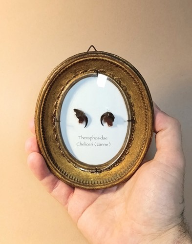 Entomology taxidermy - entomology,