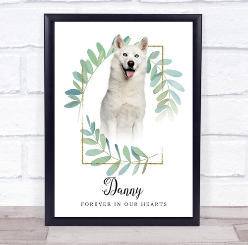 Husky siberiano bianco - husky,