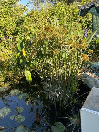 Pianta acquatica verde - , per