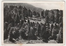 APRICA - SONDRIO - ISTITUTO CANOSSIANI - PINETA - VIAGG. 1952 -21023-