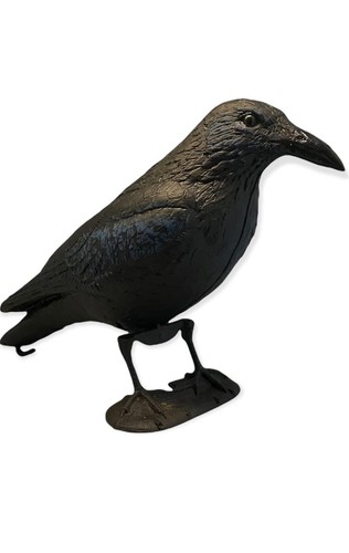 Corvo spaventapasseri - corvo,