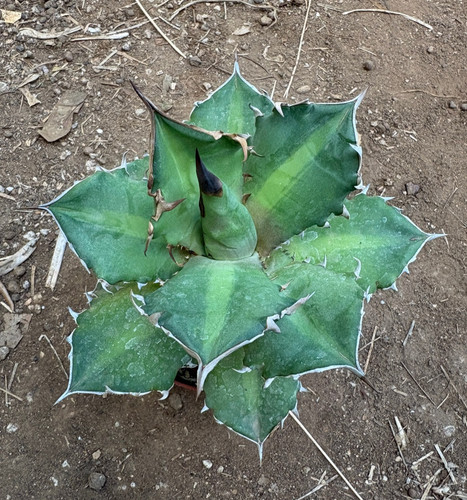 Agave titanota hybrid - titanota,
