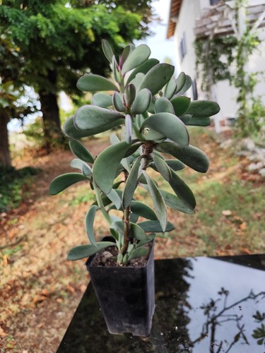 Crassula ovata hobbit - crassula, /
