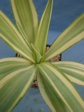 Agave desmettiana joe hoak - desmettiana, "joe