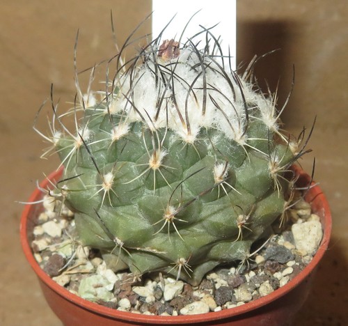 Turbinicarpus quattrockii - , v