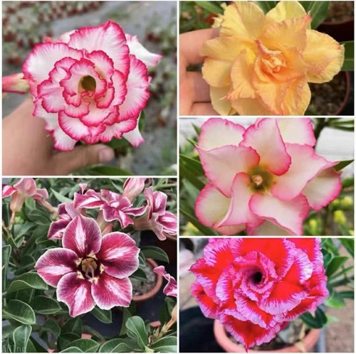 5pz adenium obesum bellissima - 5pz,
