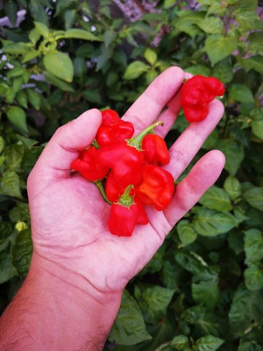 Semi bishop crown - bishop, peperoncino
