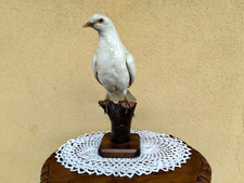 TROFEO CACCIA COLOMBA BIANCA TASSIDERMIA TAXIDERMY BIRD IMBALSAMATA