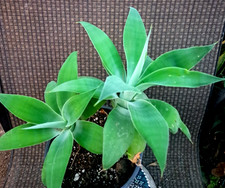 Agave Attenuata Fox Tail Plant