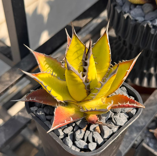 1pcs holida agave - agave,, crown