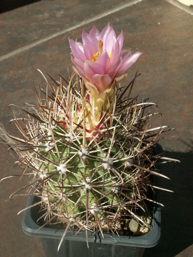 Sclerocactus parviflorus - , rs