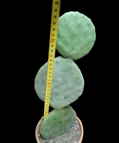 Big opuntia robusta - big,