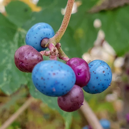 Vite canadese - , (ampelopsis)