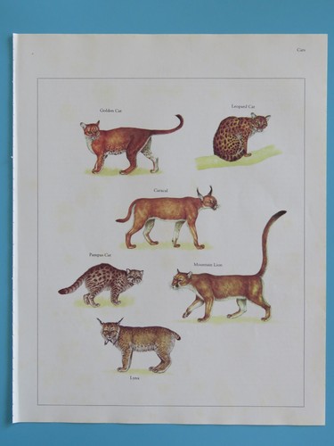 Stampa animale colori - animale, a