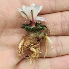 Ariocarpus kotschoubeyanus v.albiflorus LAU 1280 TULA POT 8 CM On its own root26