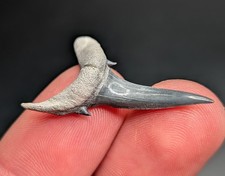 Dente di squalo tigre sabbia