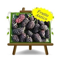 Gelso Nero pianta da frutto antico  su vaso da 26 max 200 cm 4 anni