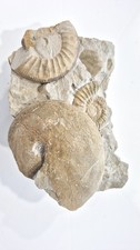 FOSSIL ammoniti  STUNNING    !!