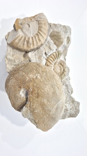 Fossil ammoniti stunning - ammoniti,