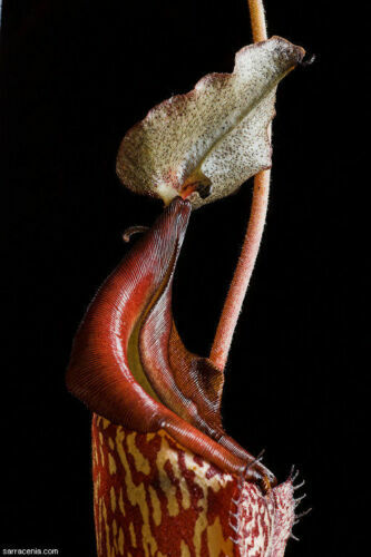 Nepenthes maxima pianta - maxima,