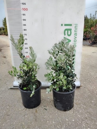 Pianta metrosideros excelsa - di,