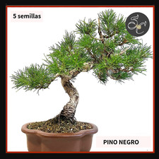 5 Semillas seed graine semi