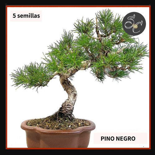 Semillas seed graine semi - 5,