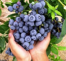 Pianta di Mirtillo in vaso. frutti di bosco, Vaccinium myrtillus di 2 anni.
