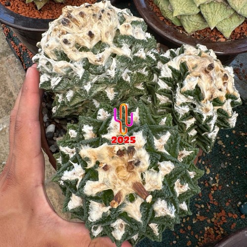 Ariocarpus fis bravoanus - ariocarpus,