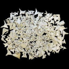 Lotto Denti Squalo misti 10 gr