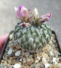 pelecyphora aselliformis