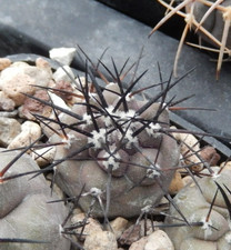 Copiapoa cinerea v.solitaria