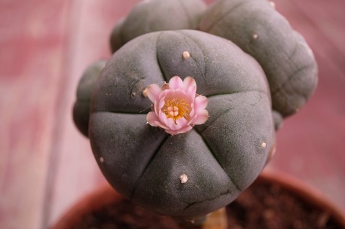 Rare succulents and cactus - succulents,