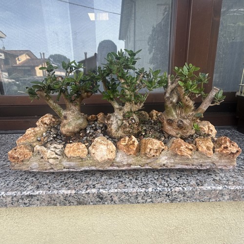 Bonsai boschetto shohin - bonsai,