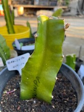 Talea pitaya/dragon fruit radicata varietà Makisupa - autosterile