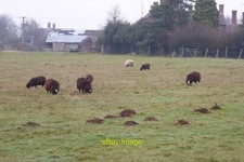 Photo 6x4 Sheep in a field in