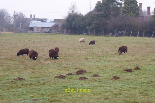 Photo 6x4 sheep - photo,