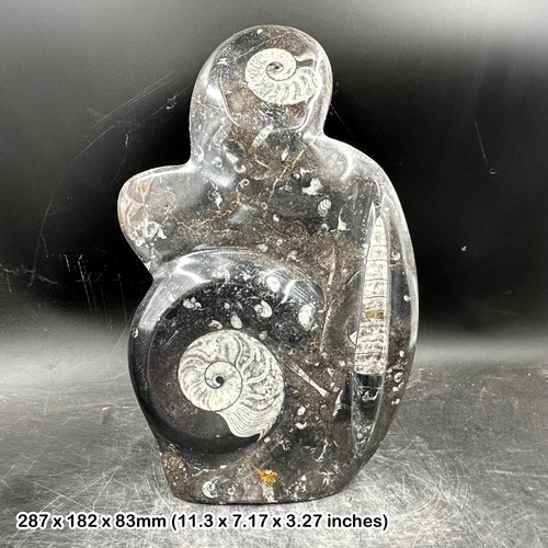 Genuine goniatite orthoceras - genuine,